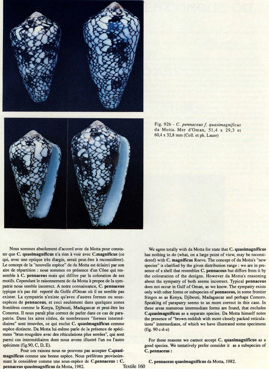 Conus quasimagnificus, da Motta 198